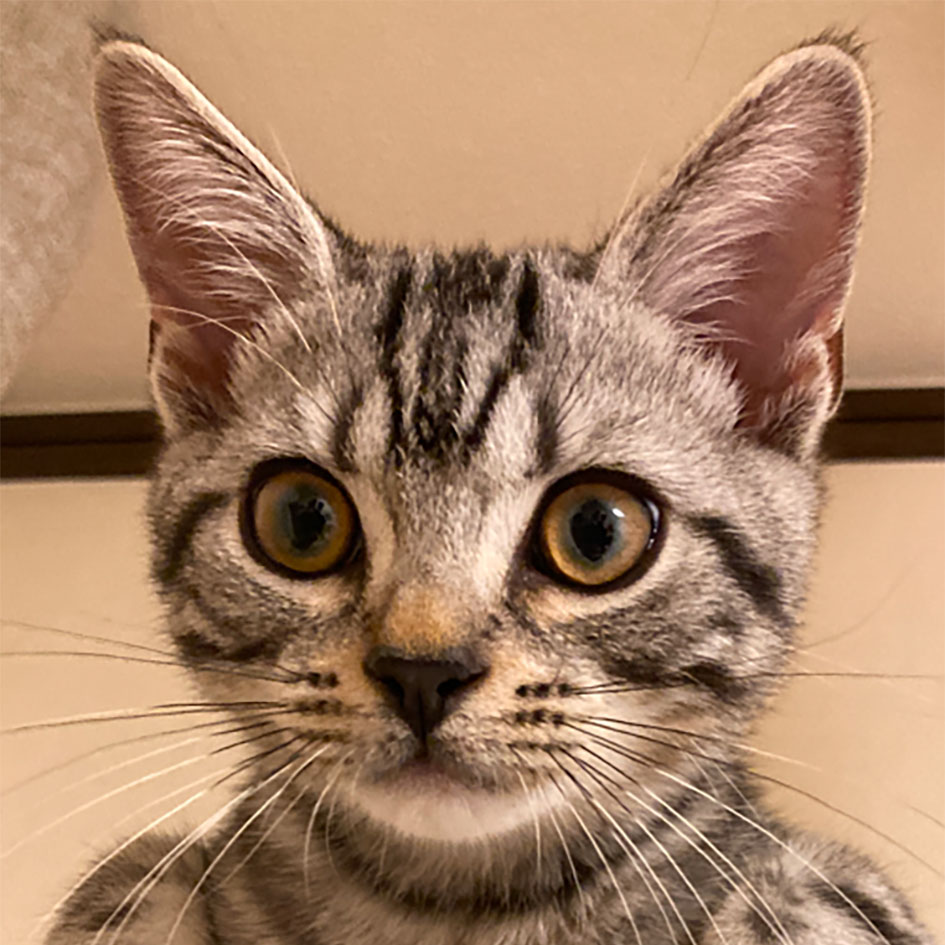 Nyata the Cat